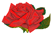 this rose is for you